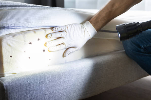Best Emergency Pest Control  in Vineyard, CA