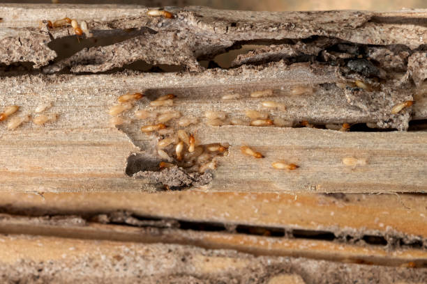 Flea Control Services in Vineyard, CA
