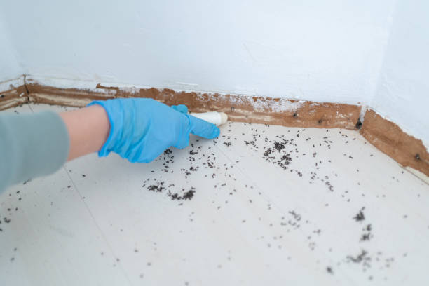 Wasp Removal Services in Vineyard, CA